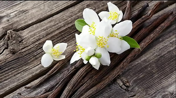 LA PRIMERA GUERRA MUNDIAL EN 20 MINUTOS CORTO Y FACIL YT: Haroo