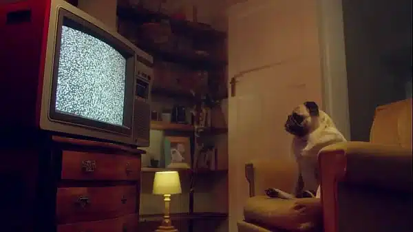 BENEFIT MONKEY: Mind-Blowing Oral Compilation – The Hottest Blowjob Scenes !