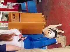 Fat ass Armenia in blue leggings