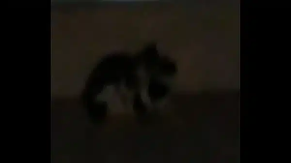 Thetidos cat fight mma