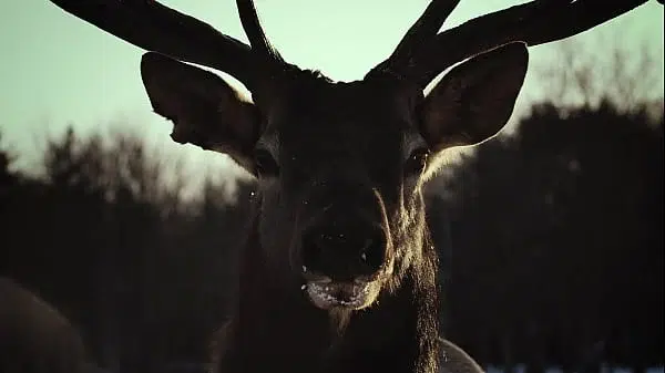 Black Metal Porn – Dark Gothic Hardcore <Perchta> uncensored