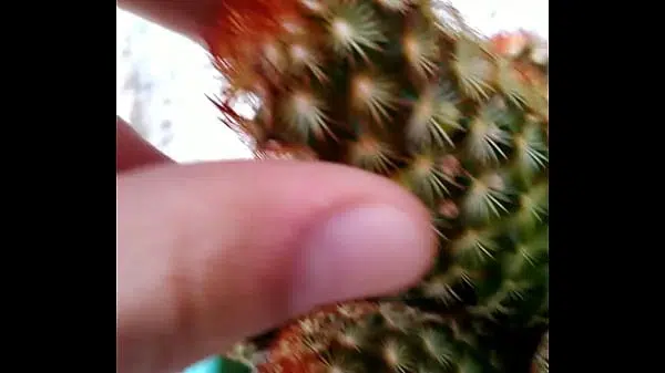 Caquito Porn (Starring: The Caquito)