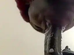 Close Up Super Hot Super Sloppy Deepthroat Blowjob,cum In Mouth
