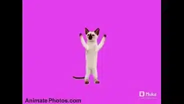 Go Kitty Go! Canción completa de un gatito bailando asi bien xd compartan el video con calzoski alv