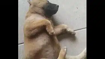 Verification video