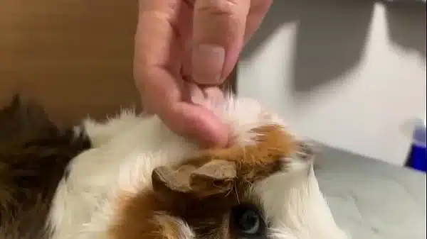 認証動画