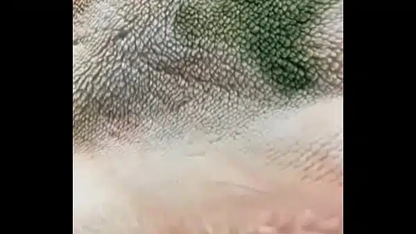 認証動画