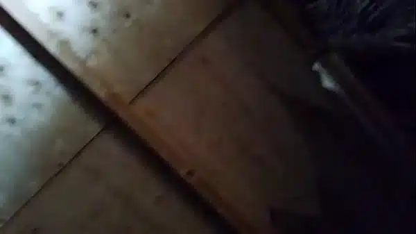 Verification video