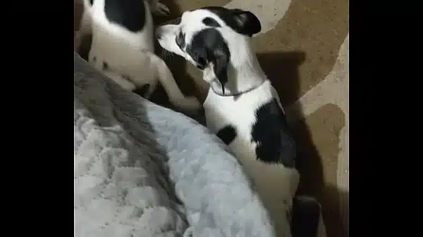 Verification video